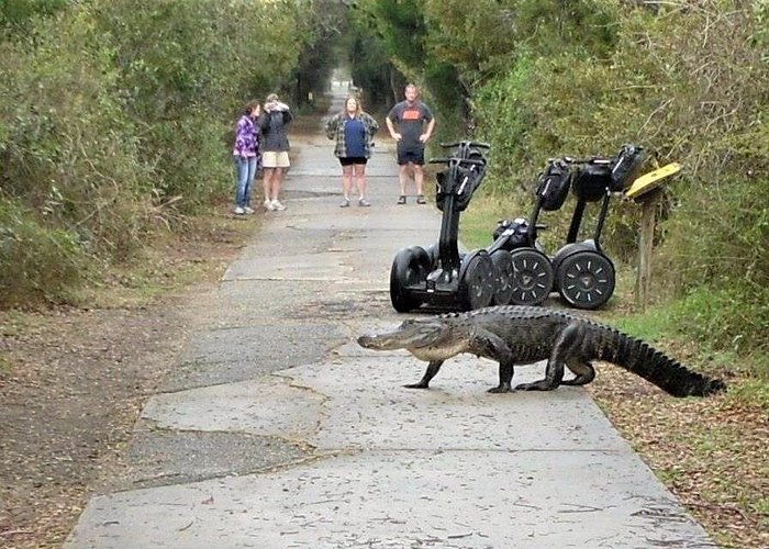 Guided Segway Tour of Huntington Beach State Park near Myrtle Beach