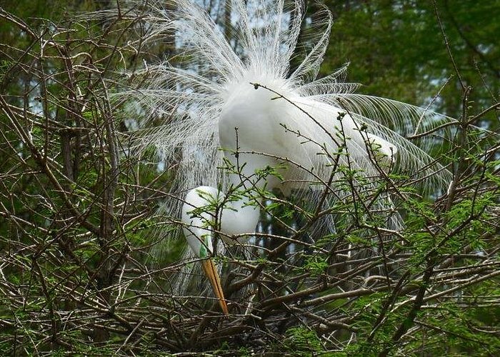 Waccamaw River Nature and Wildlife Tour in Myrtle Beach