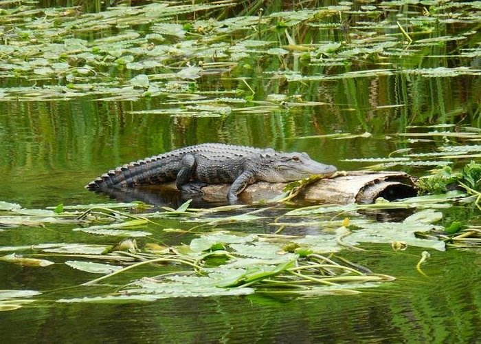 Waccamaw River Nature and Wildlife Tour in Myrtle Beach